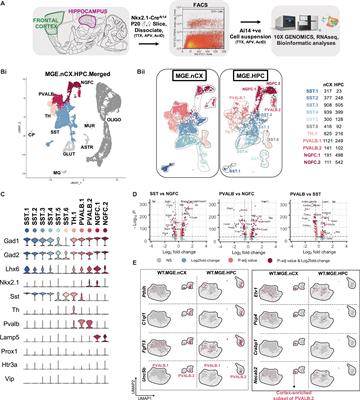 NMDARs Drive the Expression of Neuropsychiatric Disorder Risk Genes Within GABAergic Interneuron Subtypes in the Juvenile Brain